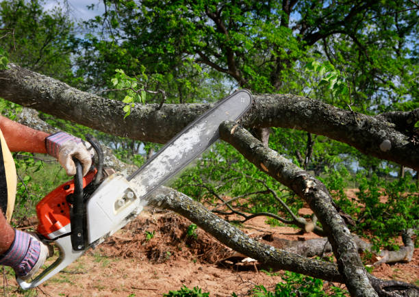 How Our Tree Care Process Works  in  Krugerville, TX